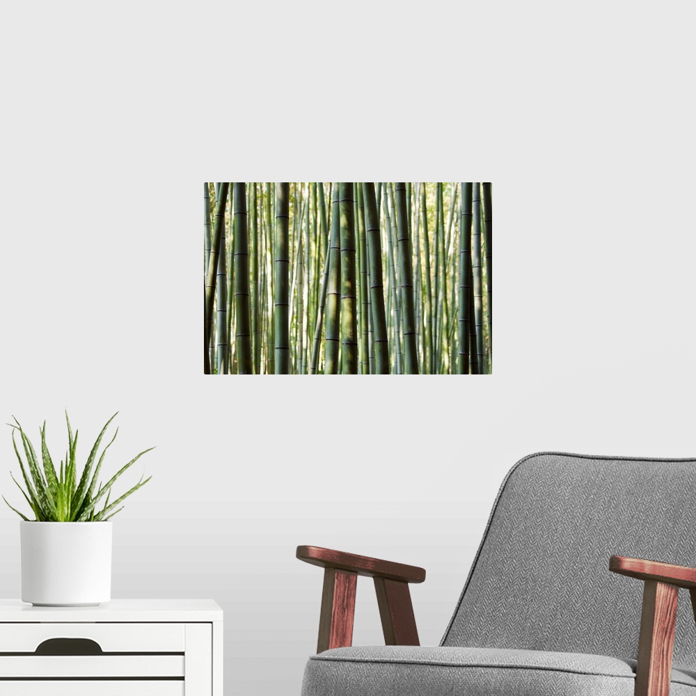 A modern room featuring Japan, Chubu Region, Kyoto, Arashiyama. Close up of a bamboo forest.