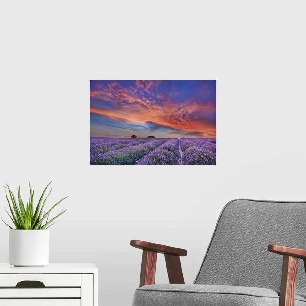 A modern room featuring Lavender field and burning clouds. France, Provence-Alpes-Cote d'Azur, Alpes de Haute Provence, F...