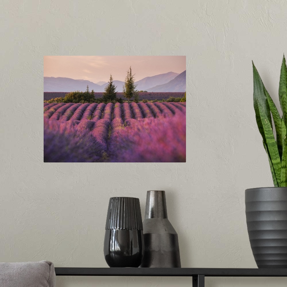 A modern room featuring Lavender fields in late evening sunlight, Plateau de Valensole, Provence-Alpes-Cote d'Azur, France