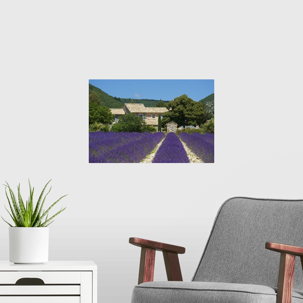 A modern room featuring Lavender near Banon, Provence, Provence-Alpes-Cote d'Azur, France
