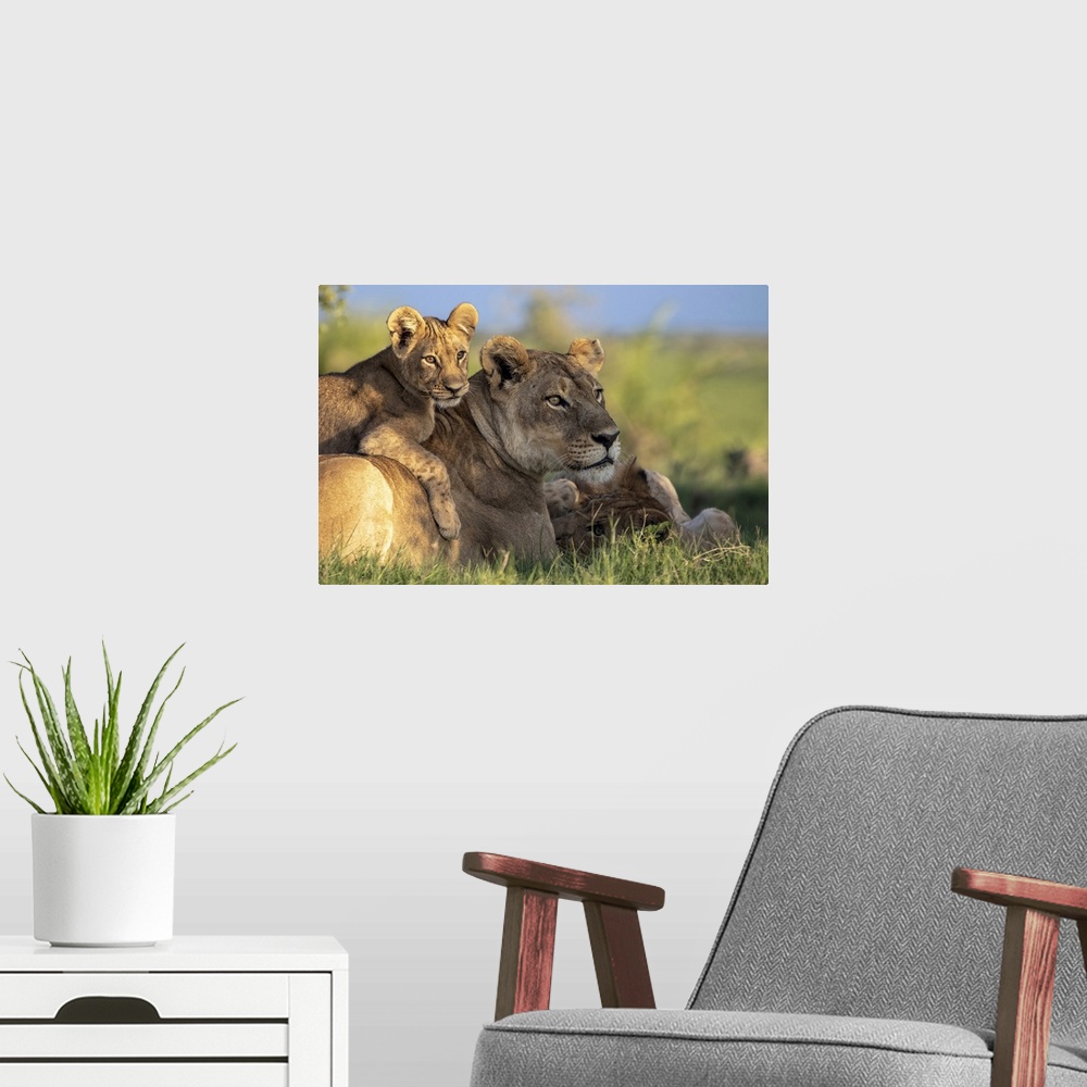 A modern room featuring Lion cub lying on its mother, Okavango Delta, Botswana
