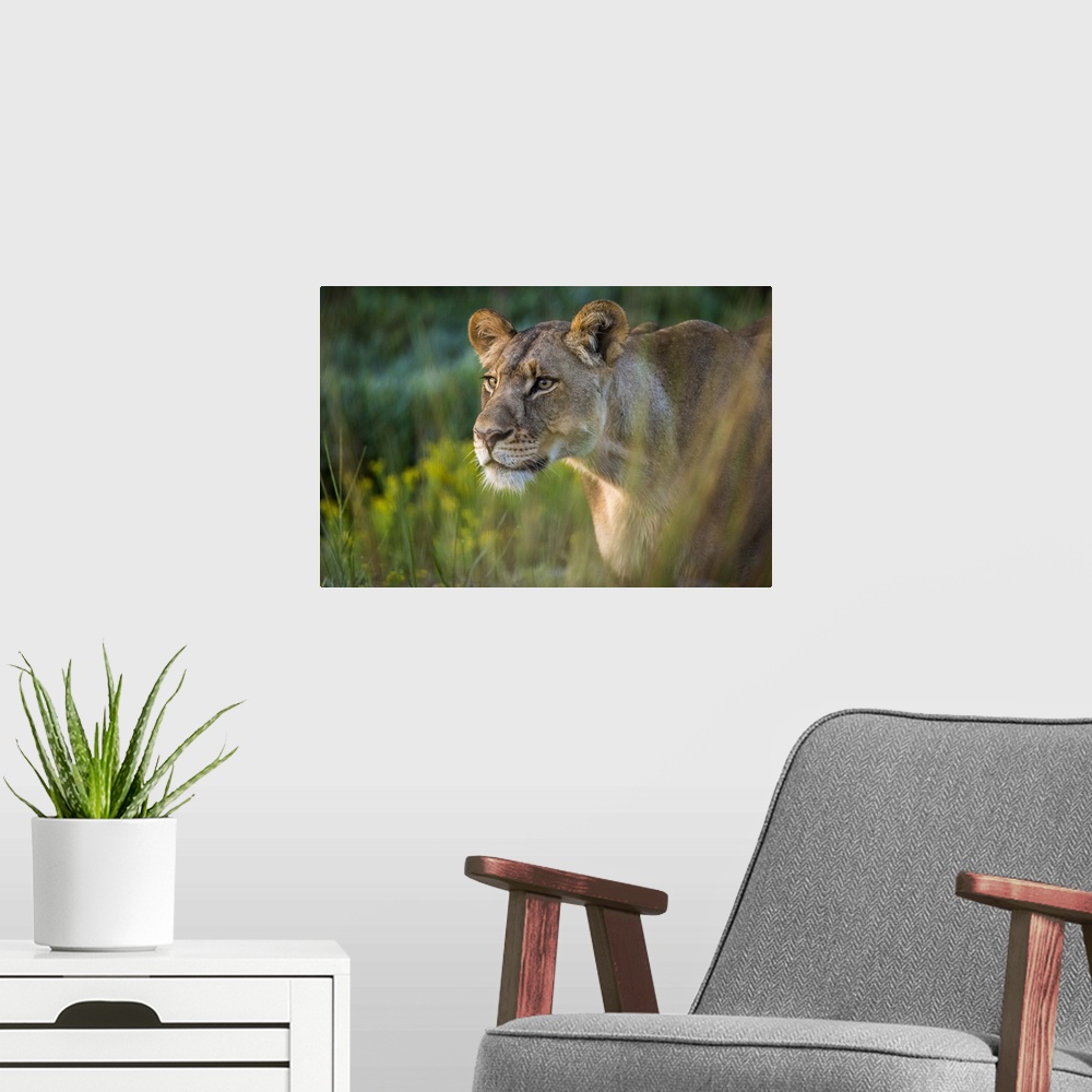 A modern room featuring Lioness in grassland, Liuwa Plain National Park, Zambia.