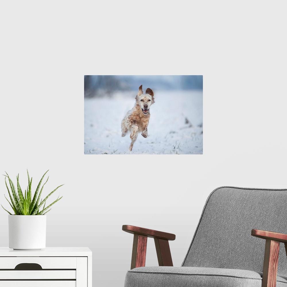 A modern room featuring Lombardy, Italy, Europe. An english setter dog is running on a snow covered field.