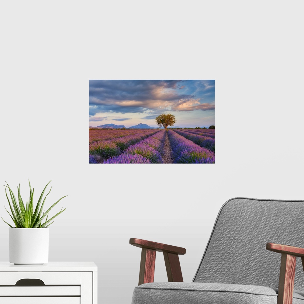 A modern room featuring Lone Tree (almond tree) in blooming Lavender field (Lavendula augustifolia), Valensole, Plateau d...