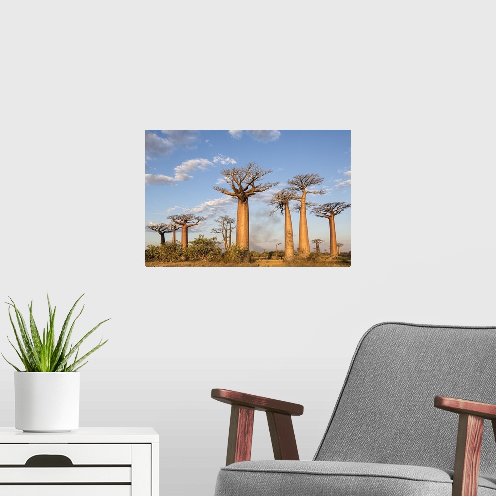 A modern room featuring Madagascar, Morondava, Les All....e des Baobabs at sundown