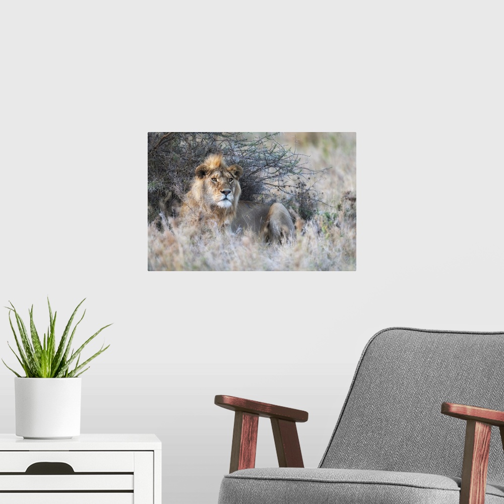 A modern room featuring Male Lion In The Serengeti, Tanzania