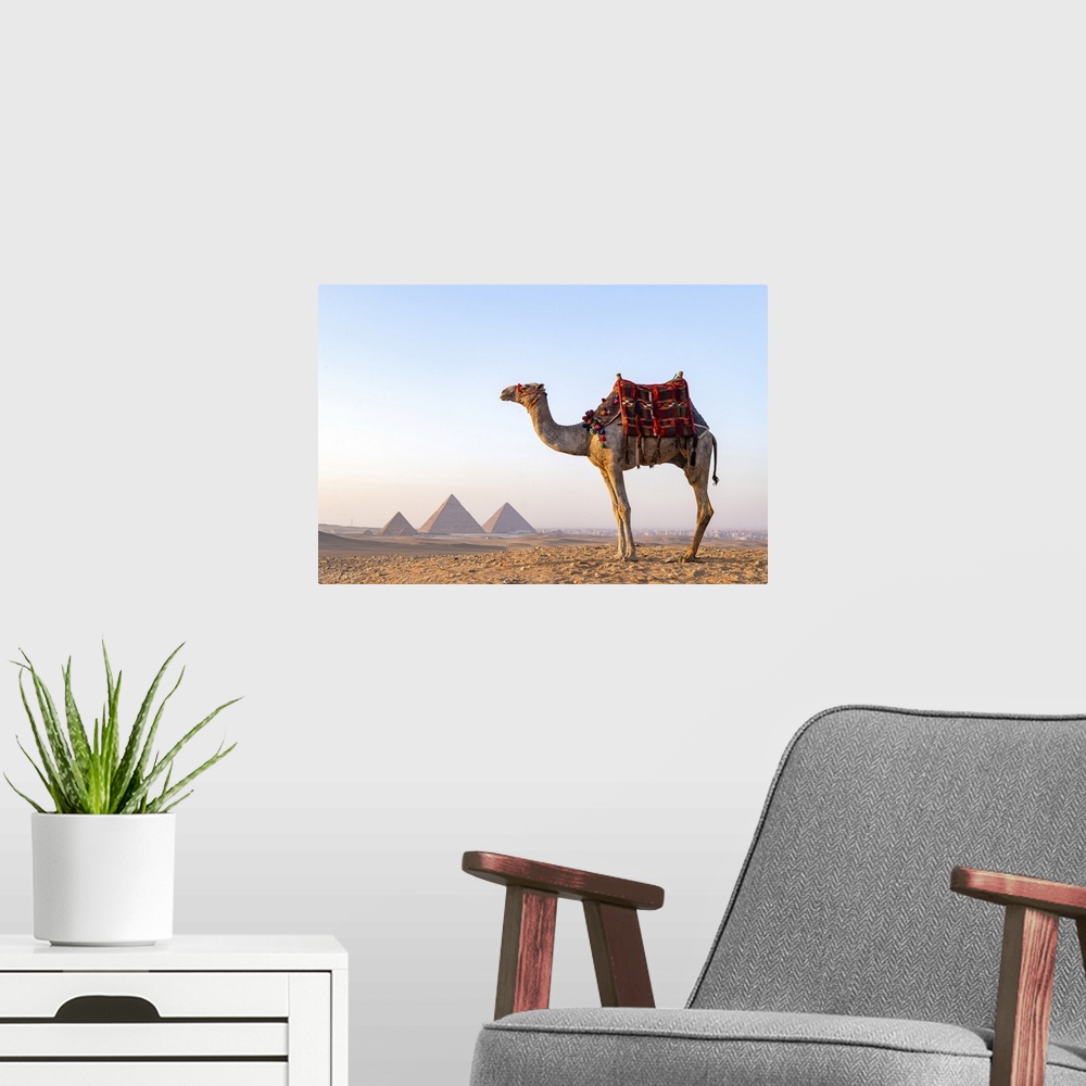 A modern room featuring Man and his camel at the Pyramids of Giza, Giza, Cairo, Egypt
