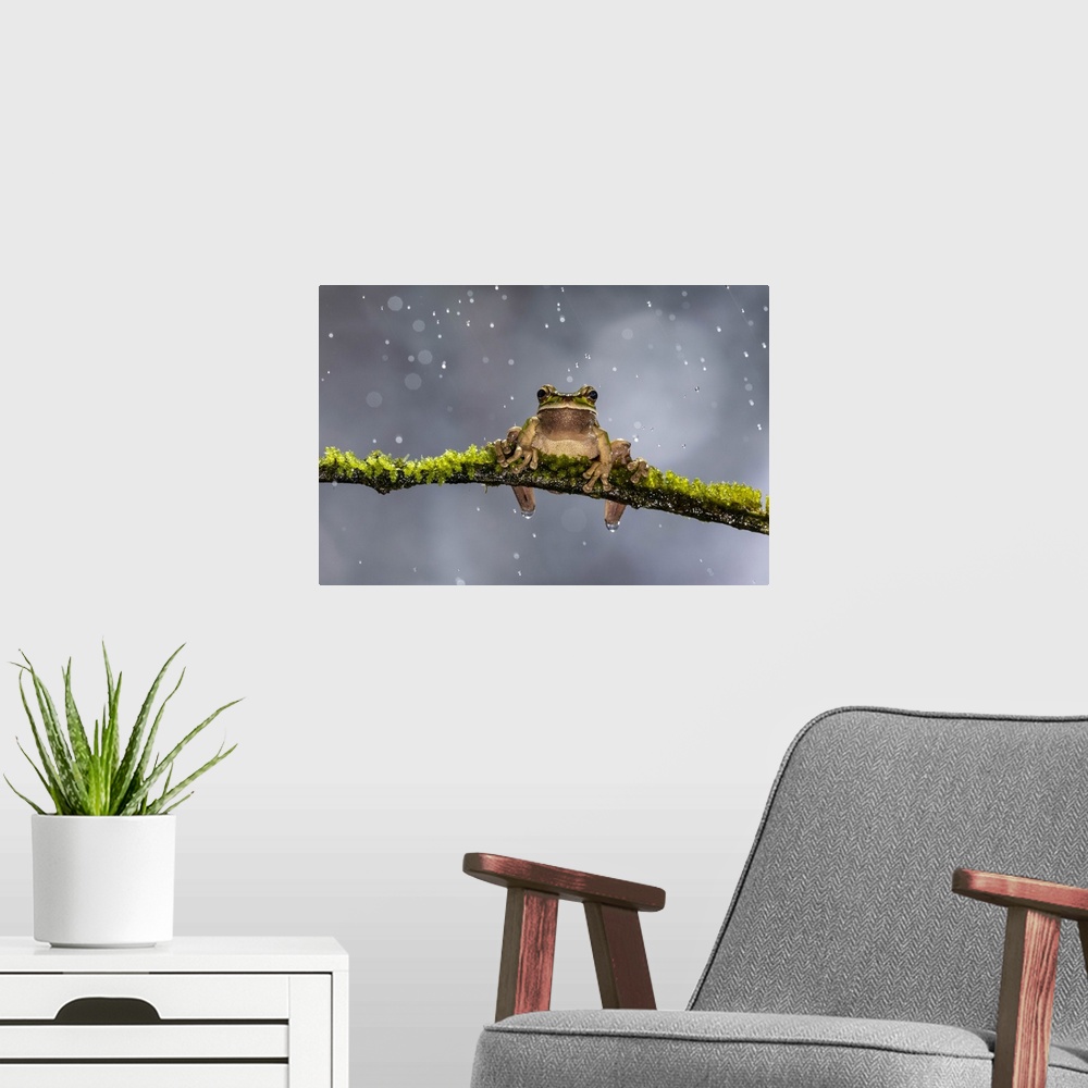 A modern room featuring Masked Treefrog, Smilisca phaeota, in rain shower, Cloud Forest, Costa Rica.