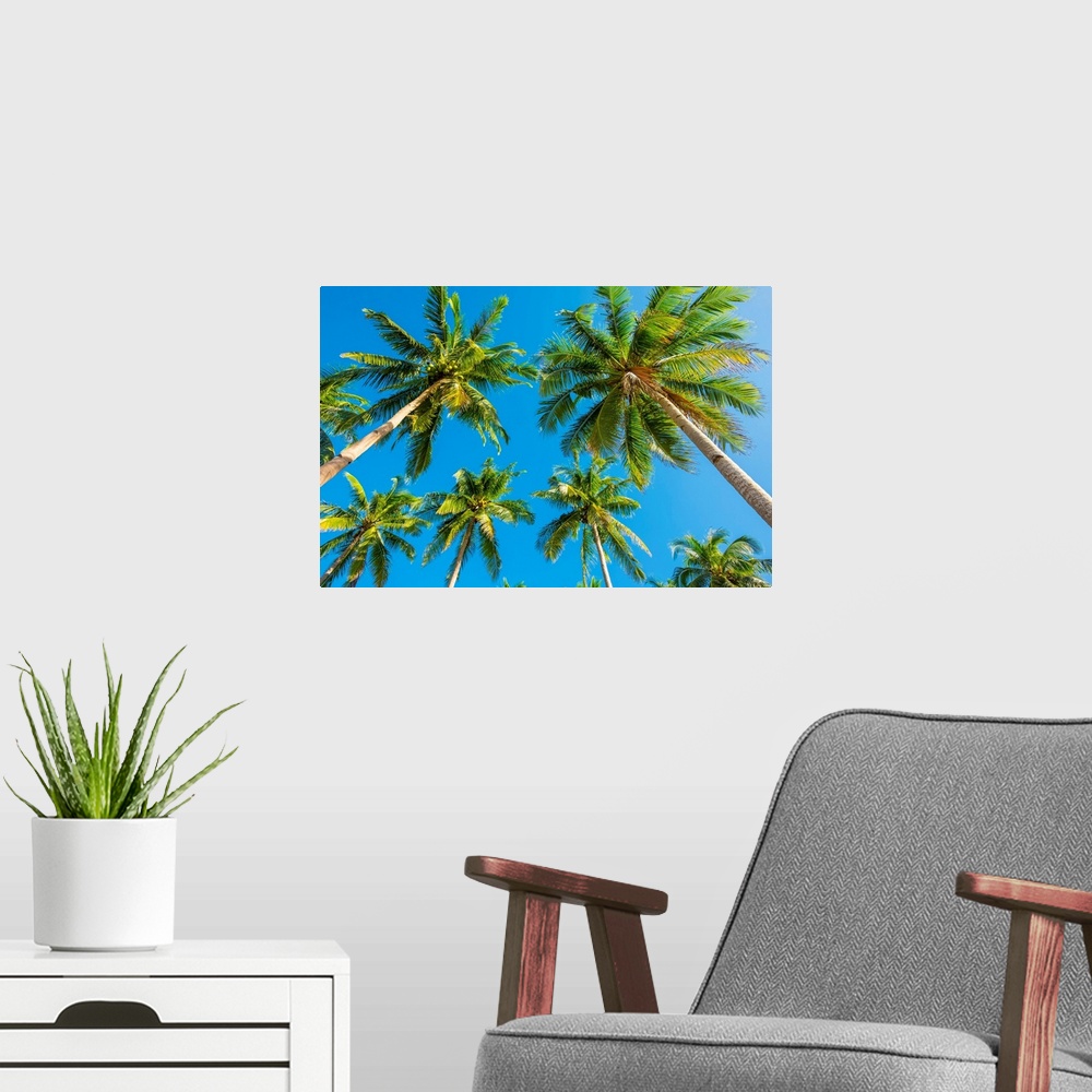 A modern room featuring Palm trees and blue sky, Nacpan Beach, El Nido, Palawan, Philippines.