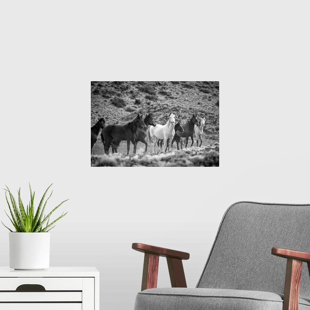 A modern room featuring South America, Patagonia, Argentina, Santa Cruz, wild horses near Cueva de los Manos.