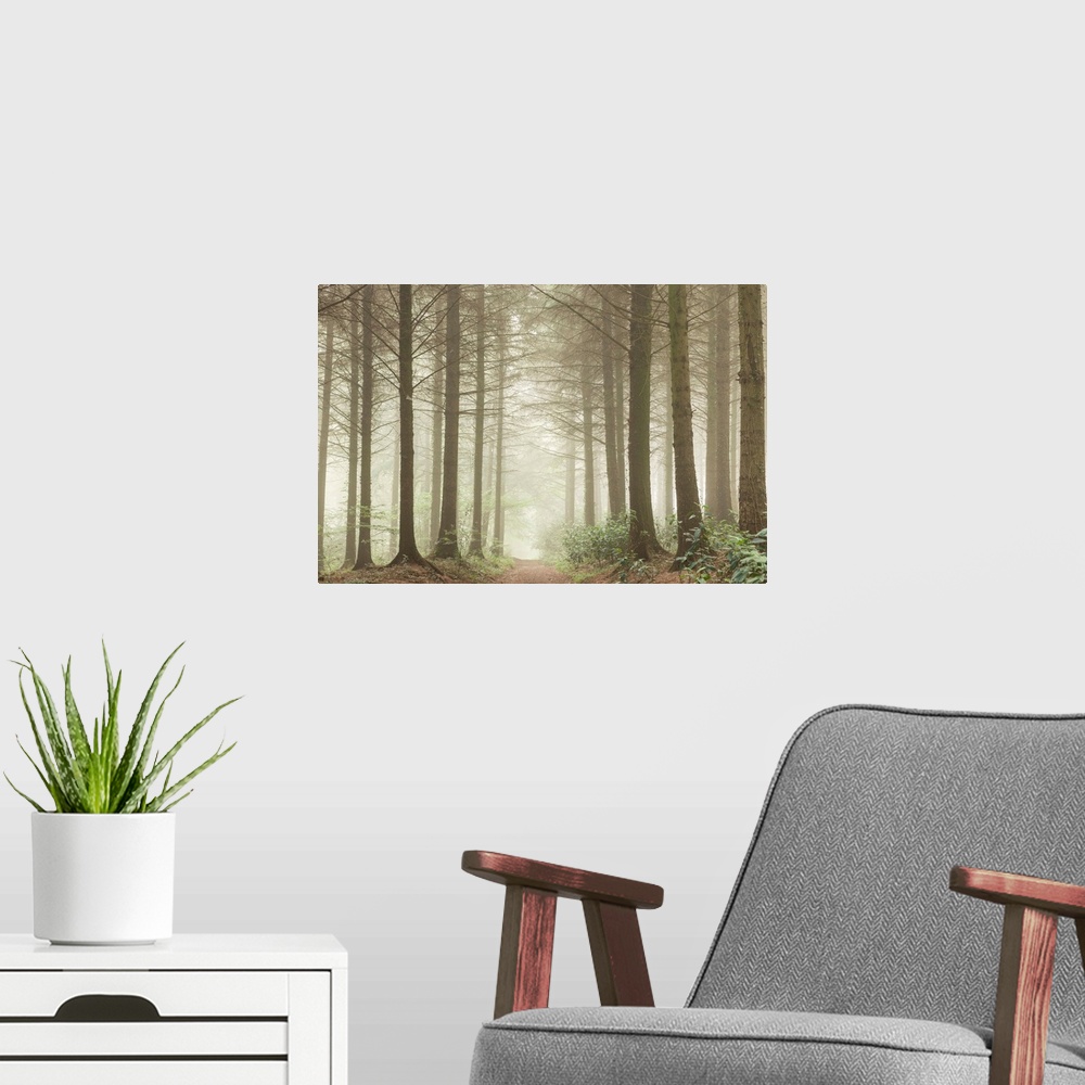 A modern room featuring Path leading through a misty coniferous woodland, Devon, England.