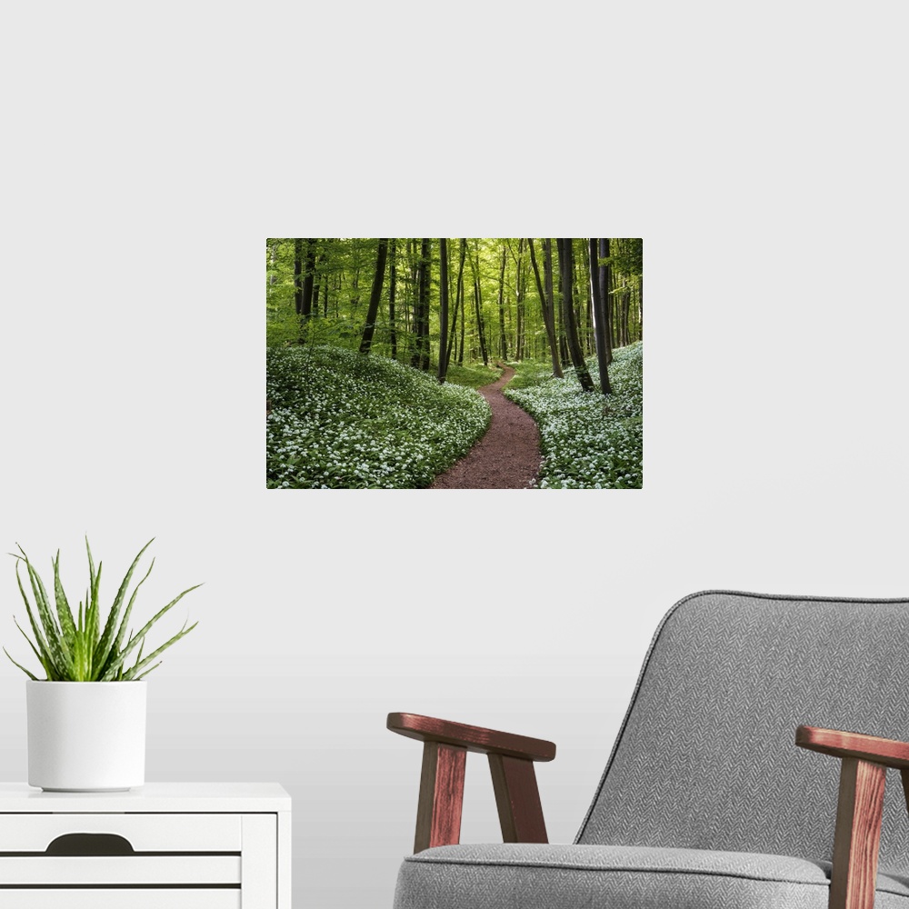 A modern room featuring Path through beech forest with blooming wild garlic (Allium ursinum), Hainich National Park, Thur...