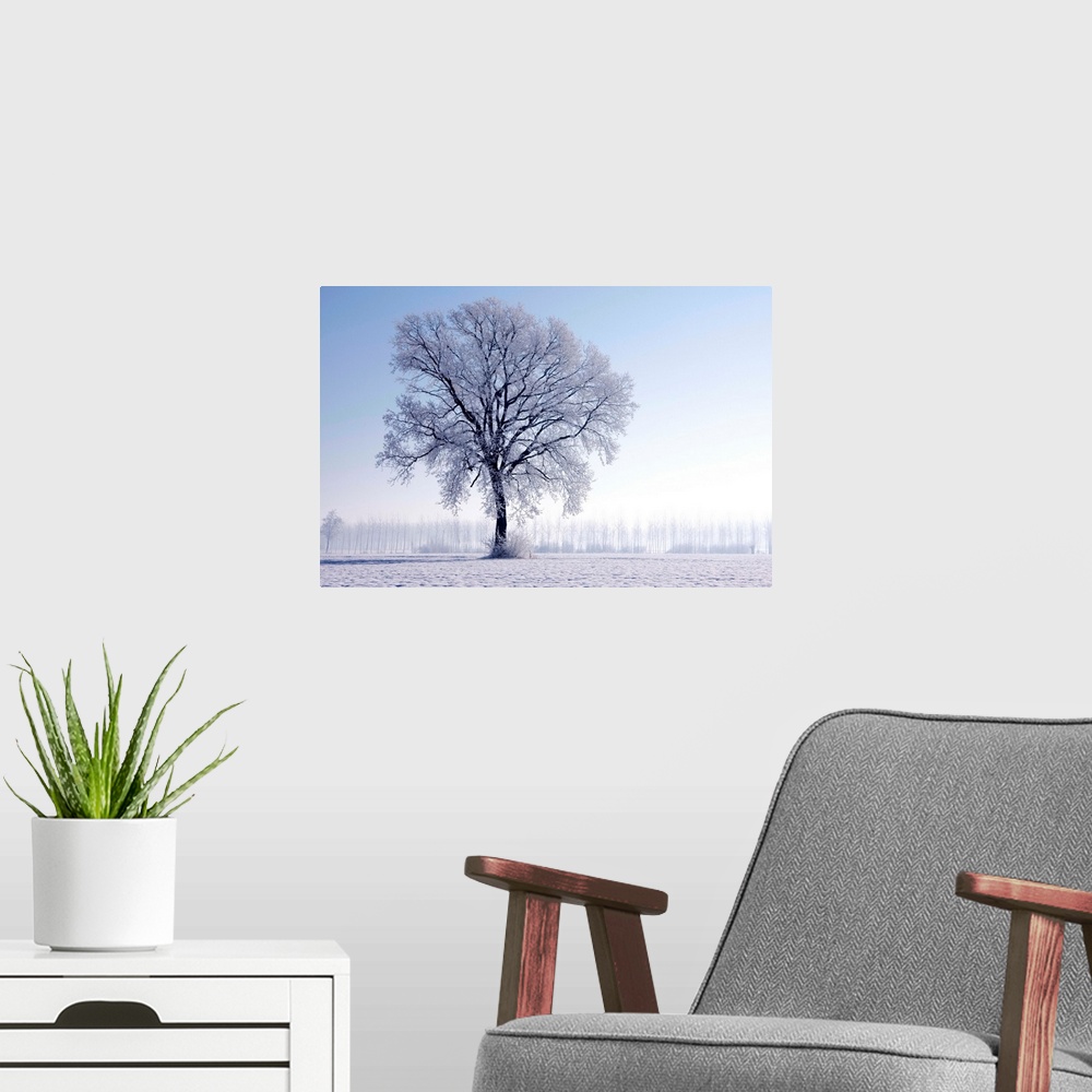 A modern room featuring Plain Piedmont, Piedmont, Italy. Hoar frost trees.