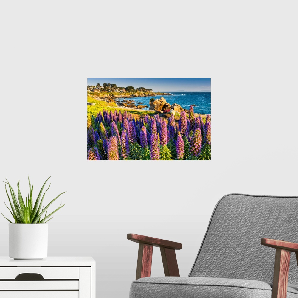 A modern room featuring Pride Of Madeira Flowers Along Coast, Pacific Grove, California, USA