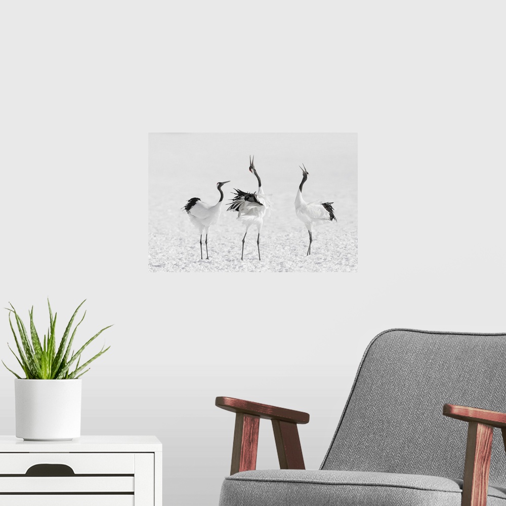 A modern room featuring Red-crowned crane (Grus japonensis) group of three vocalising, Hokkaido, Japan. Hokkaido, Japan.