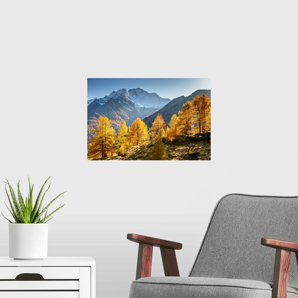 A modern room featuring Red larches with snowy Mount Disgrazia in the background,  Malenco Valley,  Valtellina, Sondrio, ...