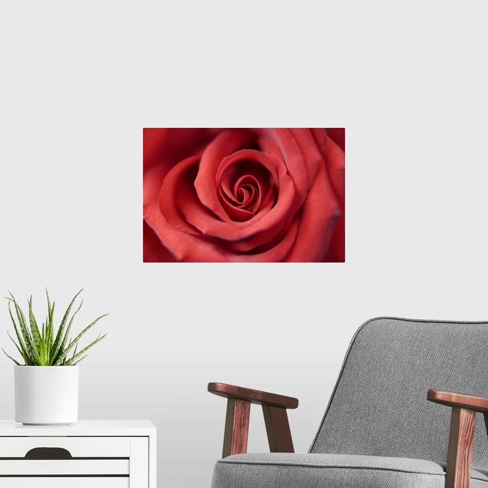 A modern room featuring Red rose