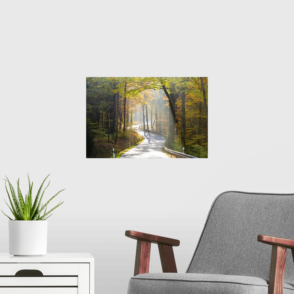 A modern room featuring Road through autumn woodland, Saxon Switzerland, Saxony, Germany