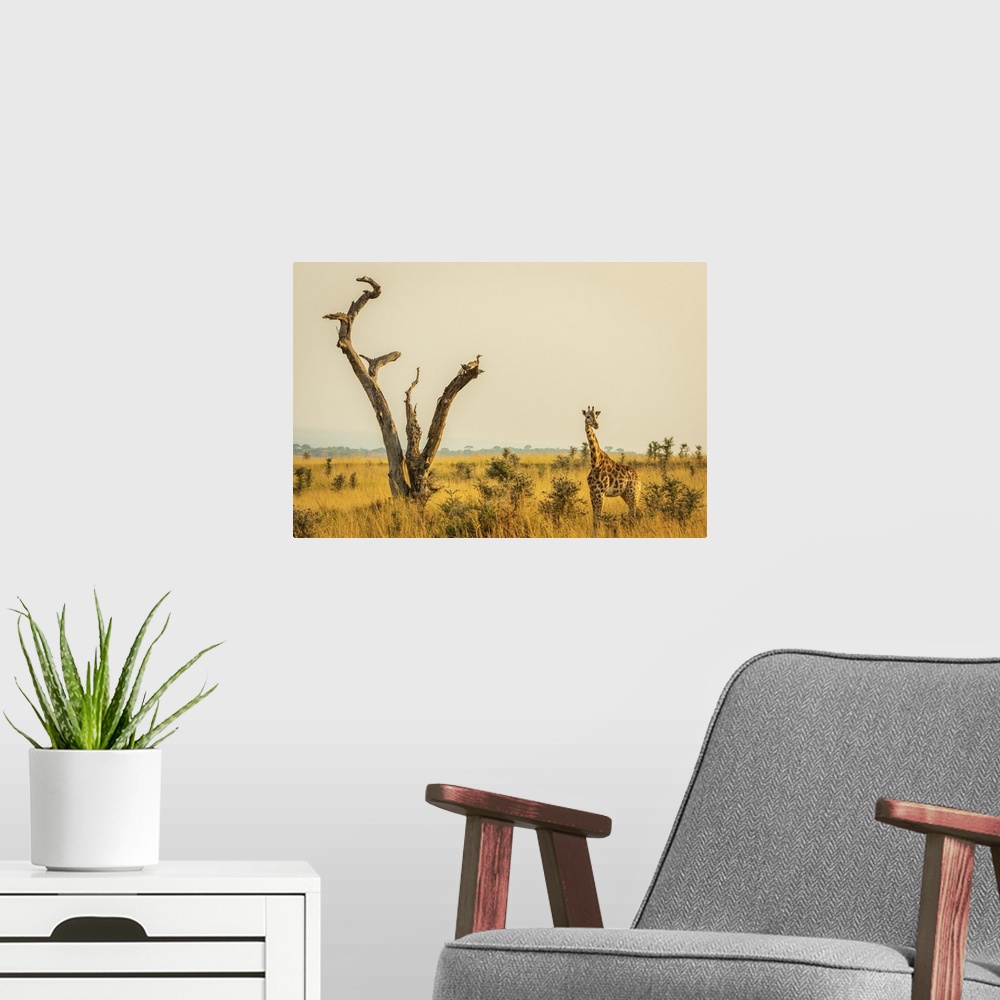 A modern room featuring Africa, Uganda, Murchison Falls National Park. Rothschild's Giraffe in the typical savanna landscape