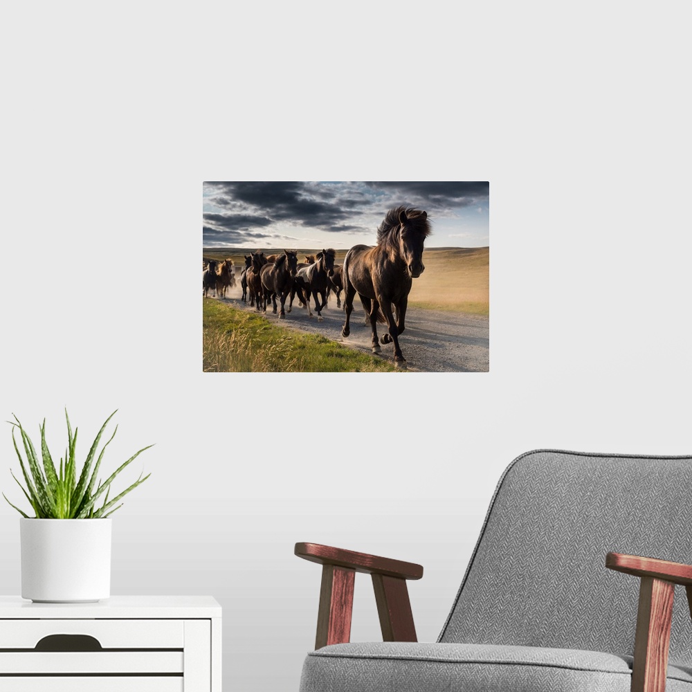 A modern room featuring Running icelandic horses, Iceland.