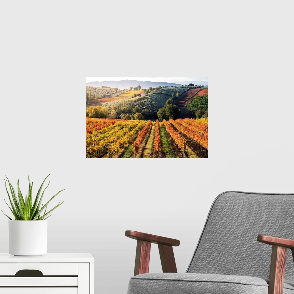 A modern room featuring Sagrantino Di Montefalco Vineyards In Autumn, Umbria, Italy.