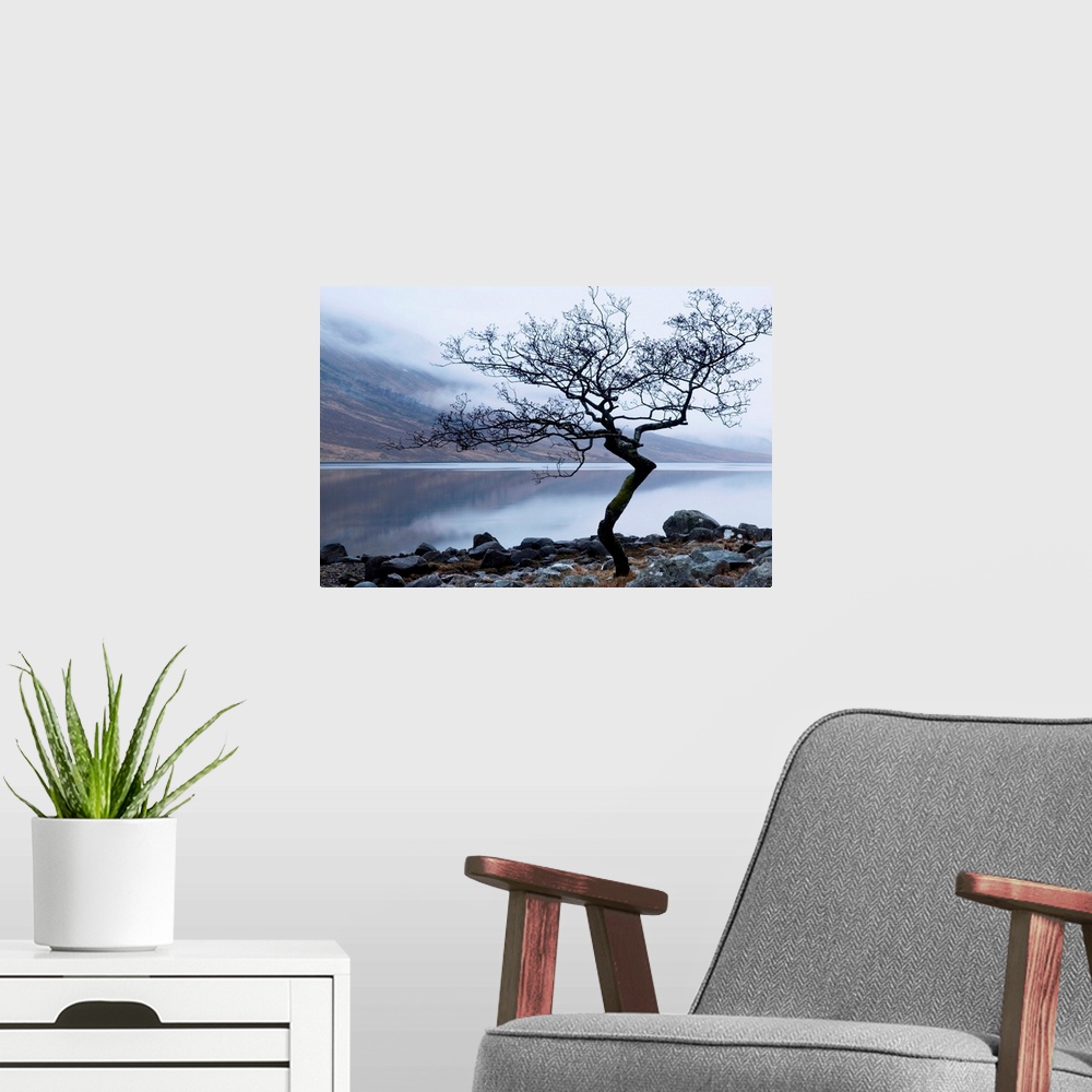 A modern room featuring Solitary tree on the shore of Loch Etive, Highlands, Scotland, UK