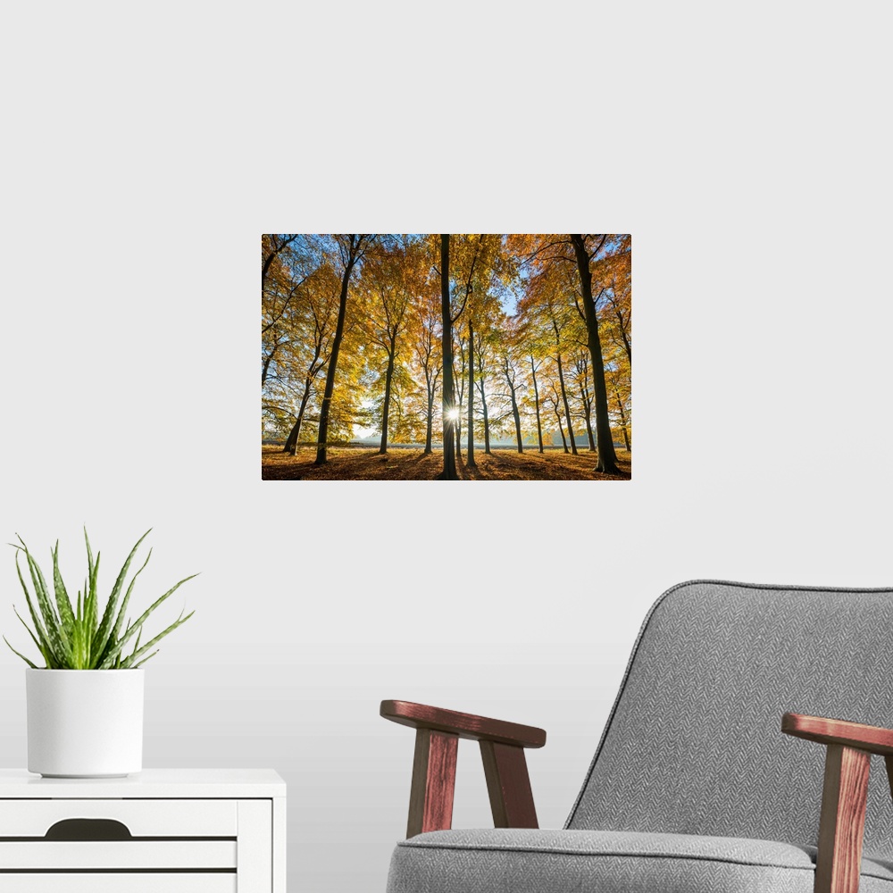 A modern room featuring Sunburst Through Autumn Trees, Thetford Forest, Norfolk, England