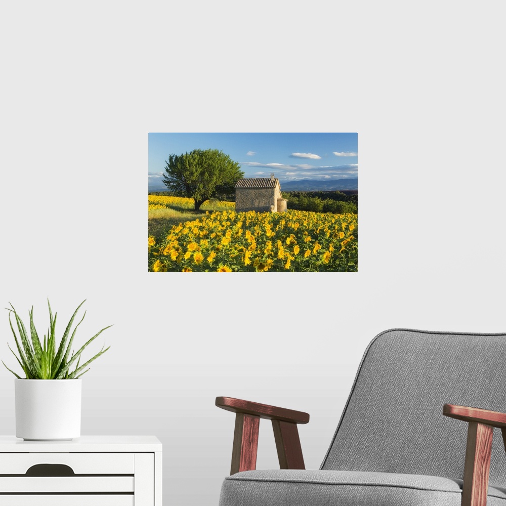 A modern room featuring Sunflowers, Valensole Plateau, Provence, France