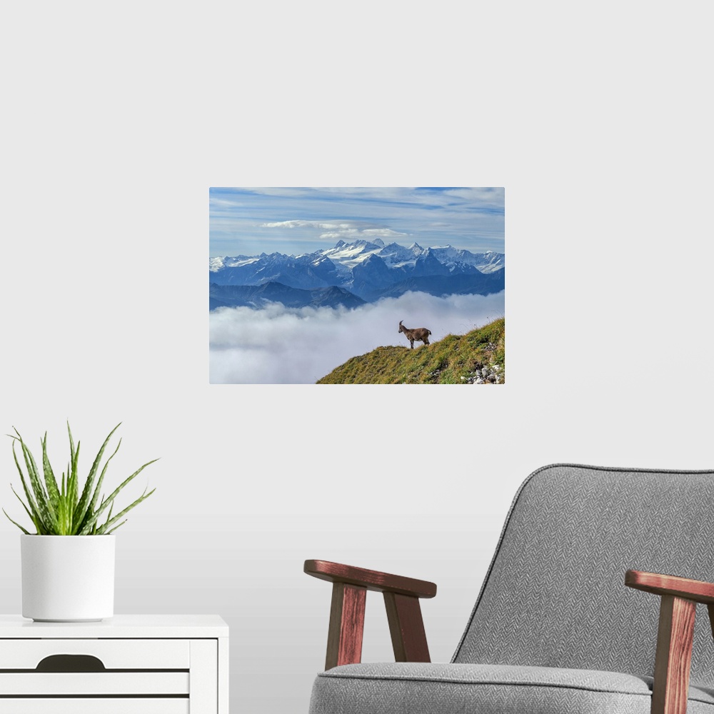 A modern room featuring Switzerland, Lucerne, Mount Pilatus, Ibex and Bernese alps (m)