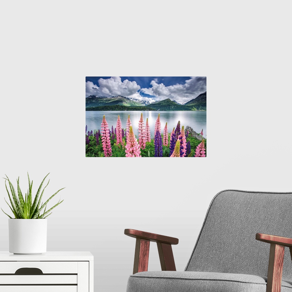 A modern room featuring Blooming of lupins on the shores of Lake Sils. Engadine. Canton of Graubunden. Switzerland.