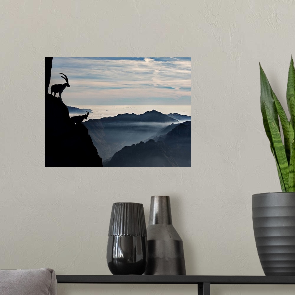 A modern room featuring Two alpine ibex dominate from above the spectacular view of the italian Alps.