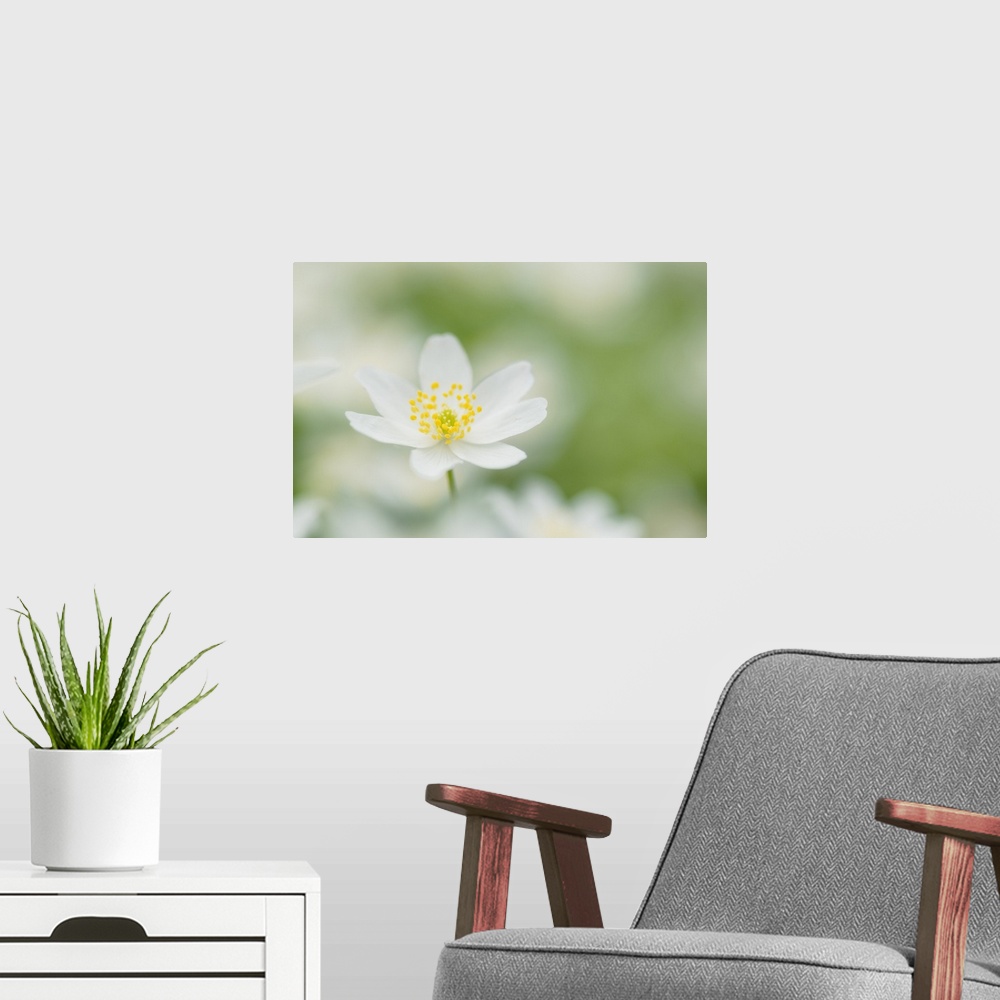 A modern room featuring Wood Anemone (Wood anemones nemorosa), Hainich National Park, Thuringia, Germany.