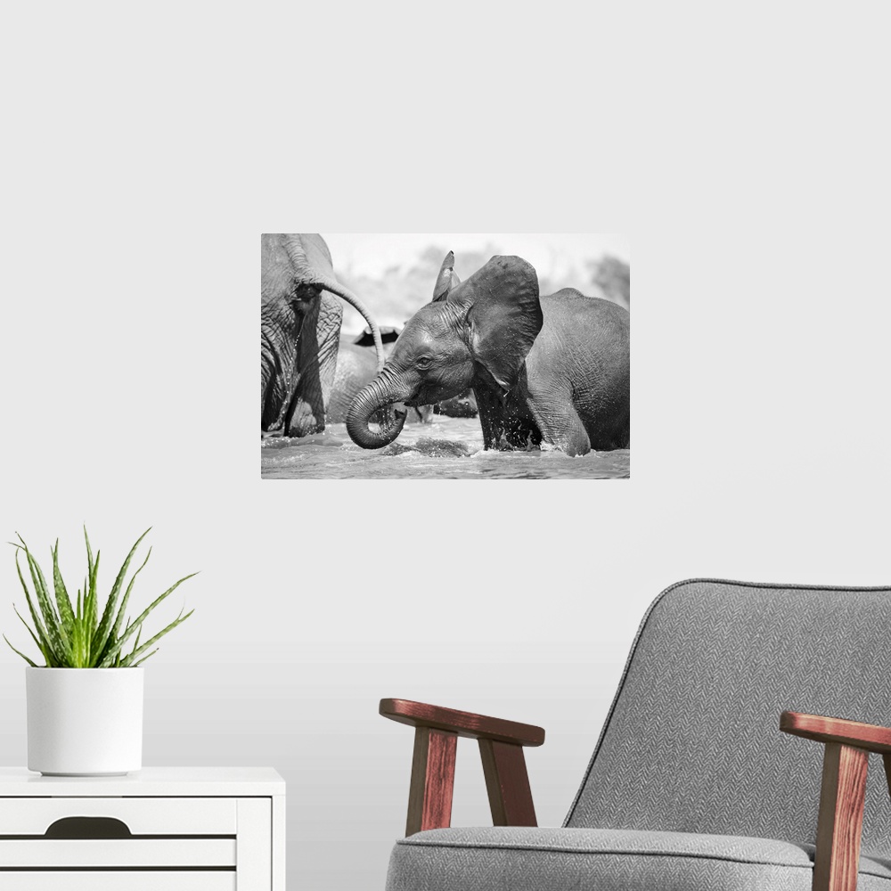A modern room featuring Young Elephant playing, Chobe River, Chobe National Park, Botswana