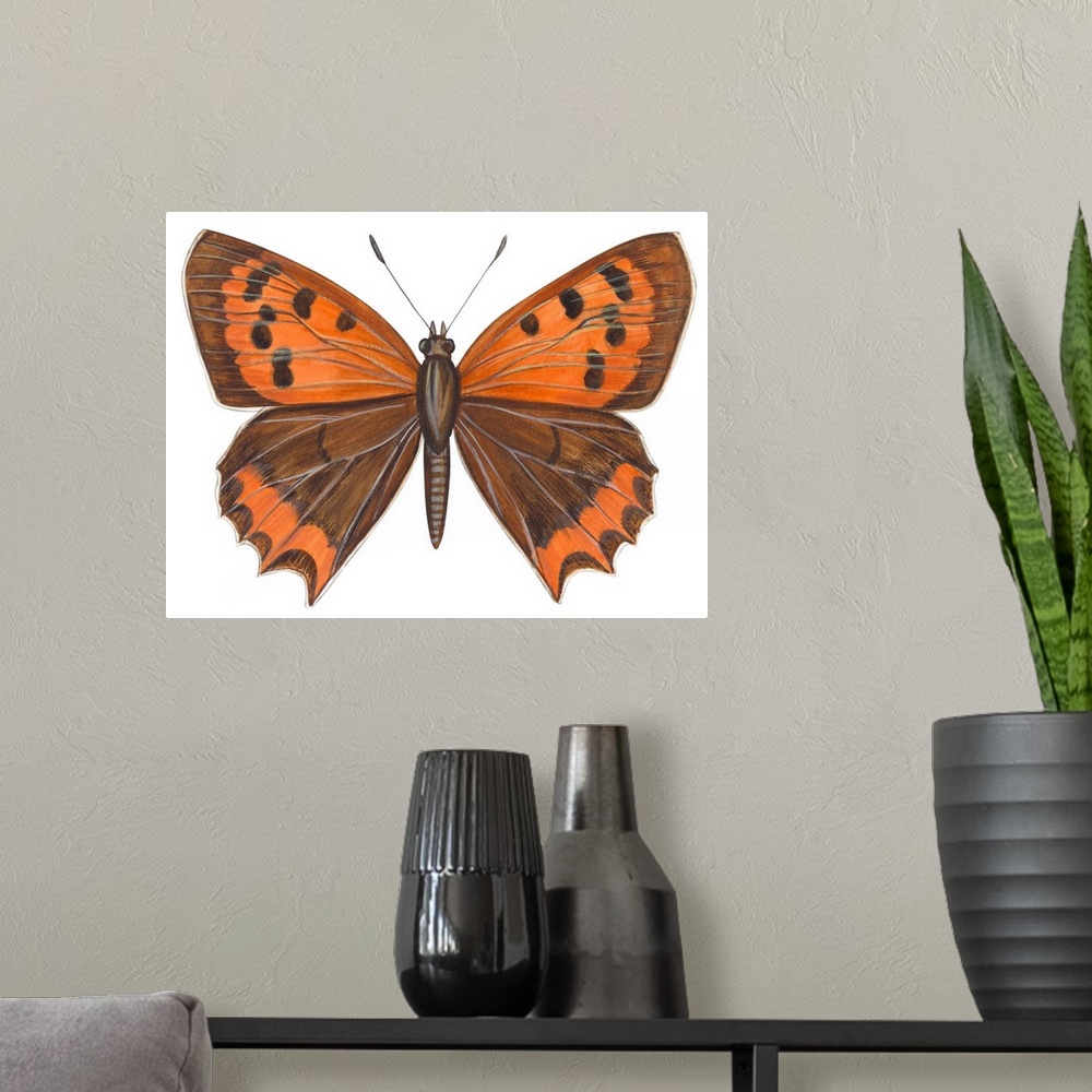 A modern room featuring American Copper Butterfly (Lycaena Hypophlaea)