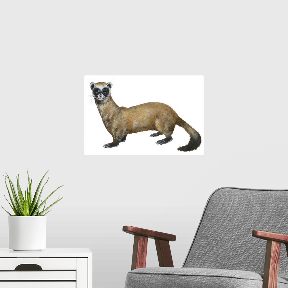 A modern room featuring Black-Footed Ferret (Mustela Nigripes), Weasel