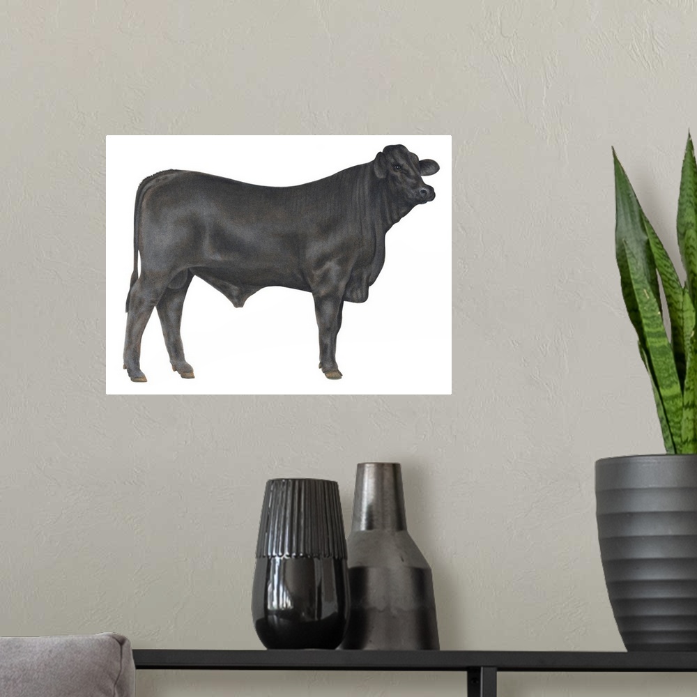 A modern room featuring Brangus Bull, Beef Cattle