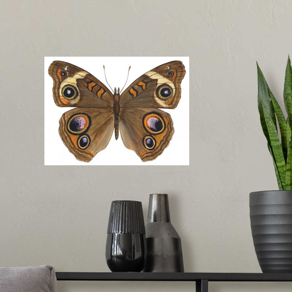 A modern room featuring Buckeye Butterfly (Precis Lavinia)