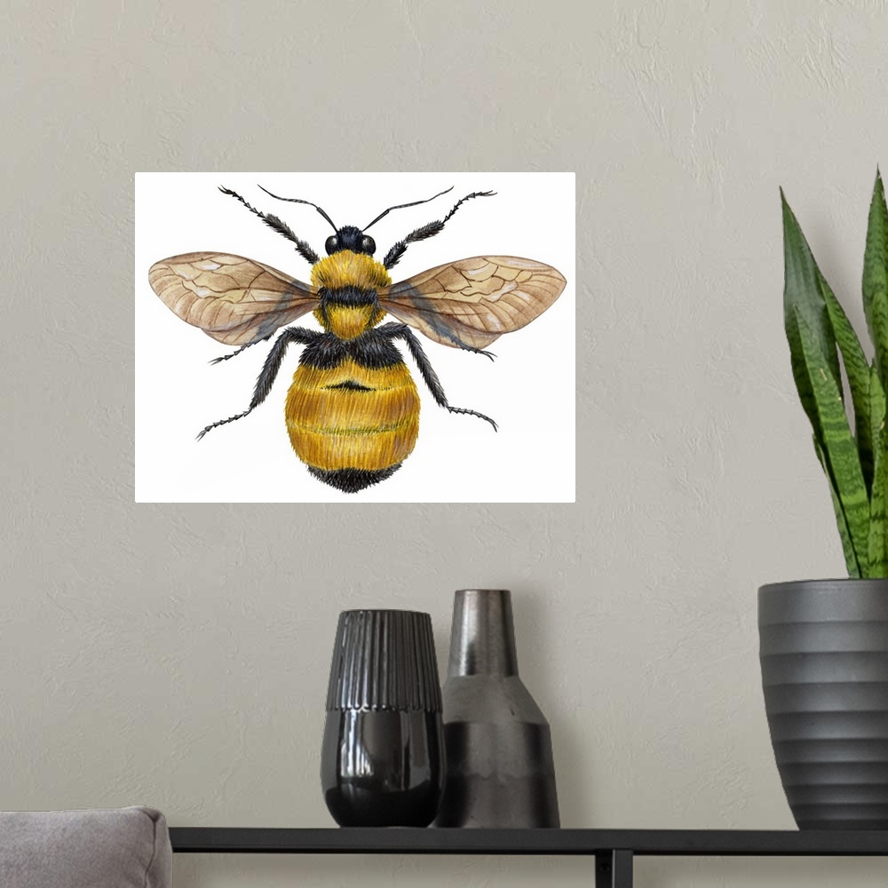 A modern room featuring Bumblebee (Bombus Pennsylvanicus)