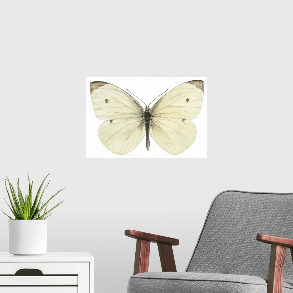 A modern room featuring Cabbage Butterfly (Pieris Rapae)