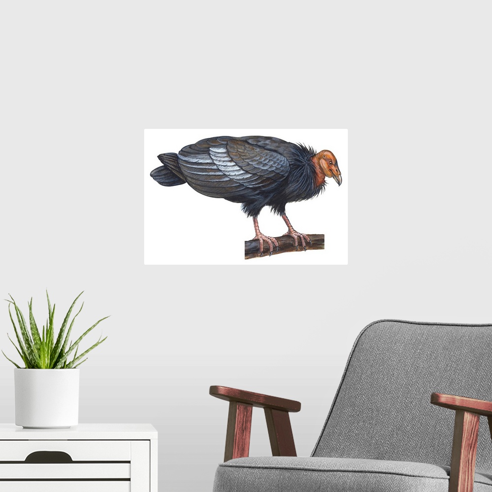 A modern room featuring Educational illustration of the California condor.