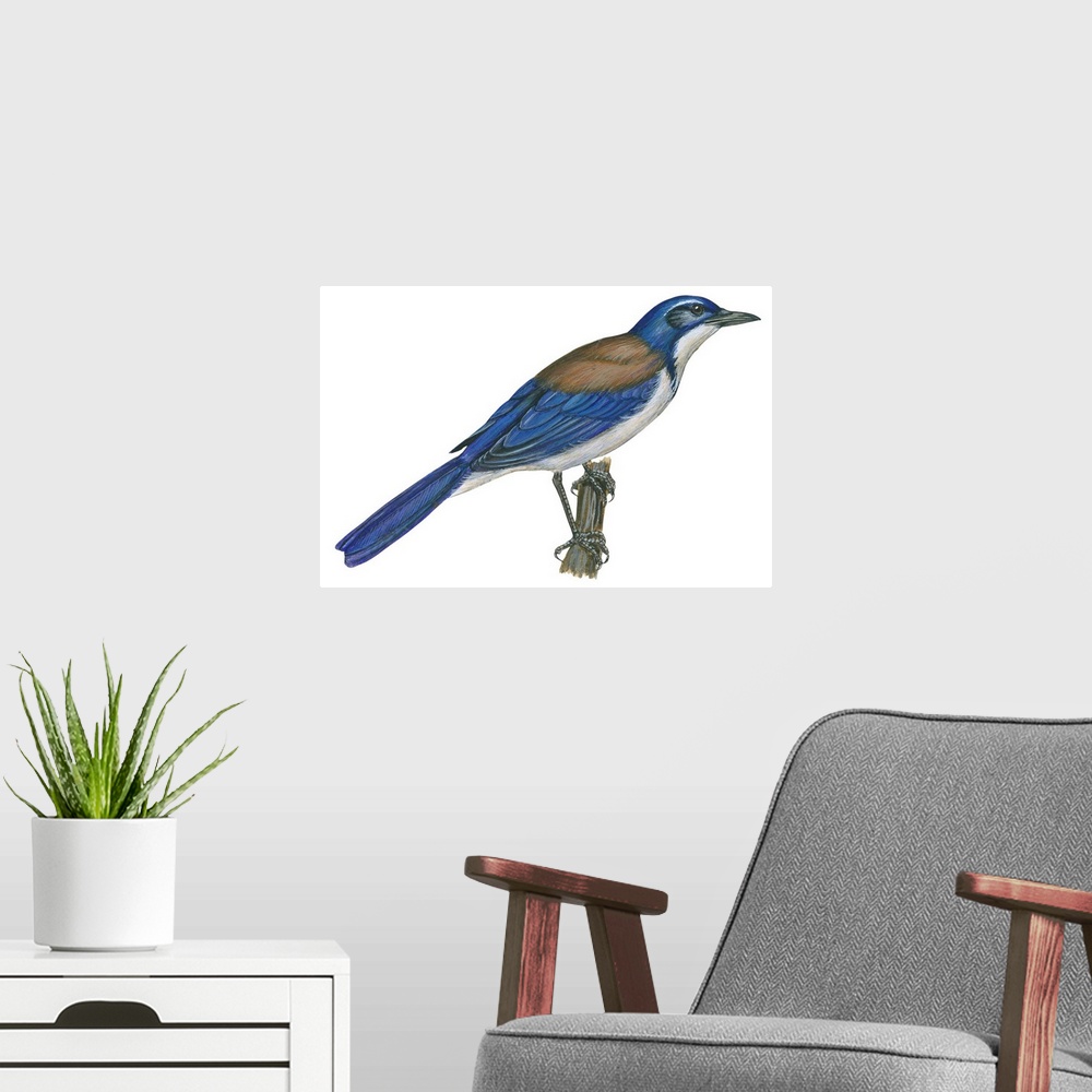 A modern room featuring Educational illustration of the California scrub jay.