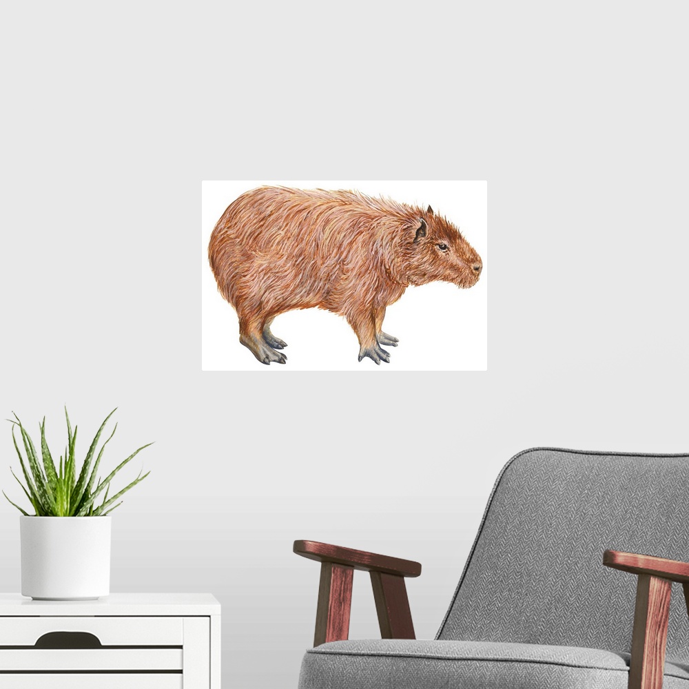 A modern room featuring Capybara (Hydrochoerus Capybara)