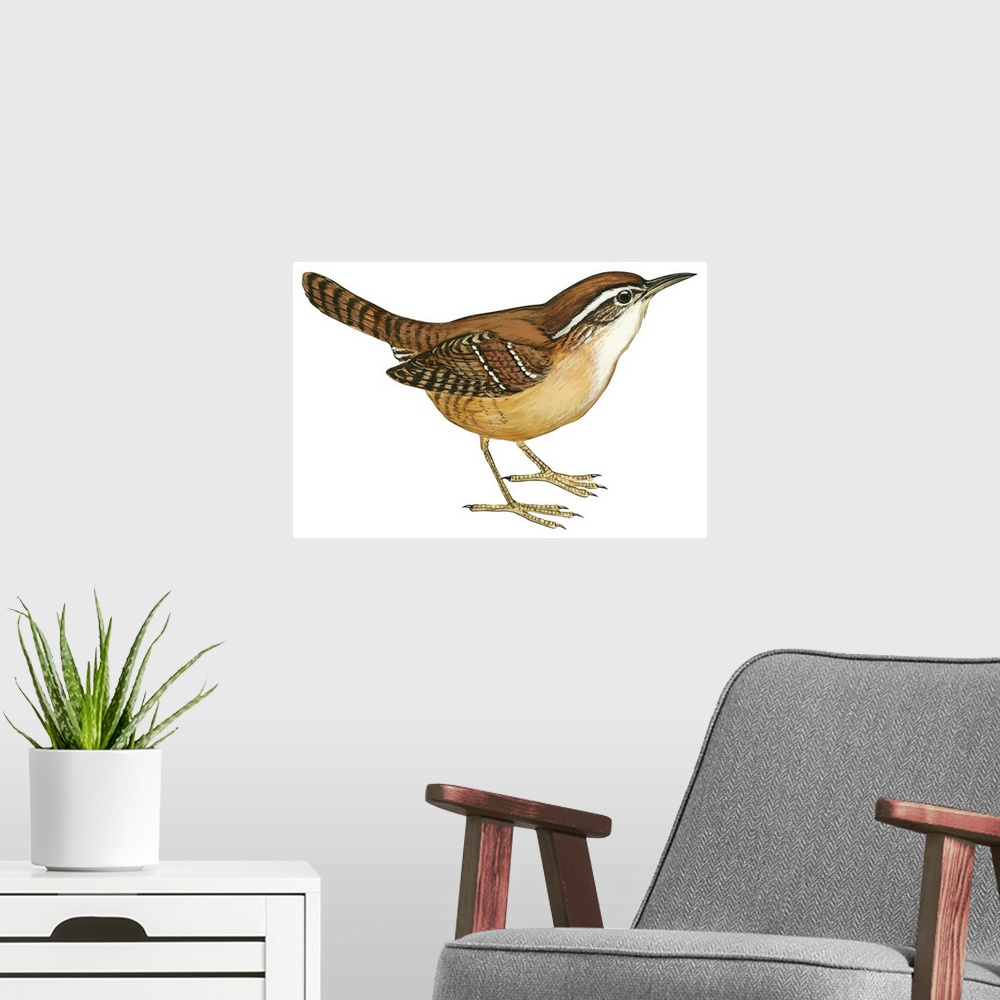 A modern room featuring Educational illustration of the Carolina wren.