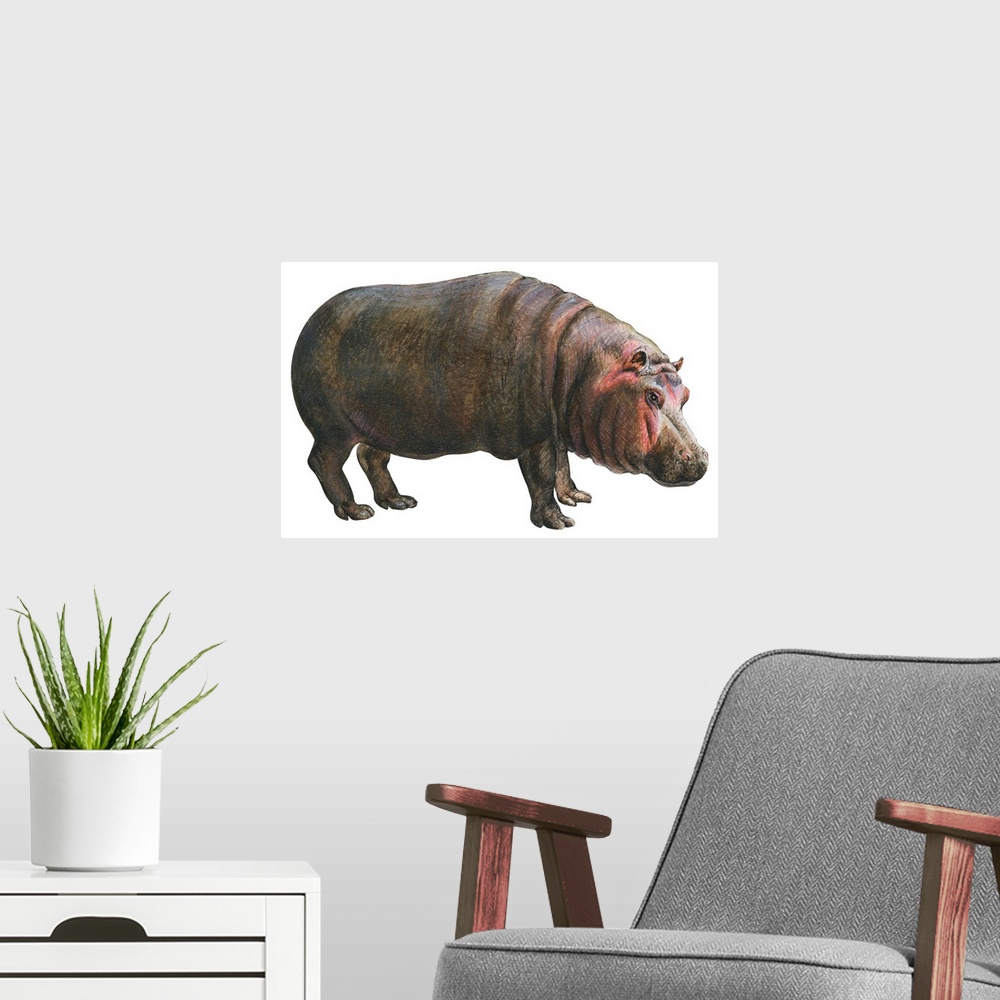 A modern room featuring Common Hippopotamus (Hippopotamus Amphibius)