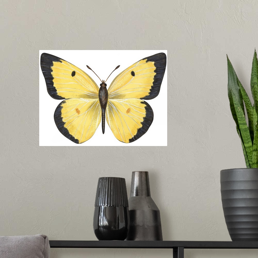A modern room featuring Common Sulphur Butterfly (Colias Philodice)