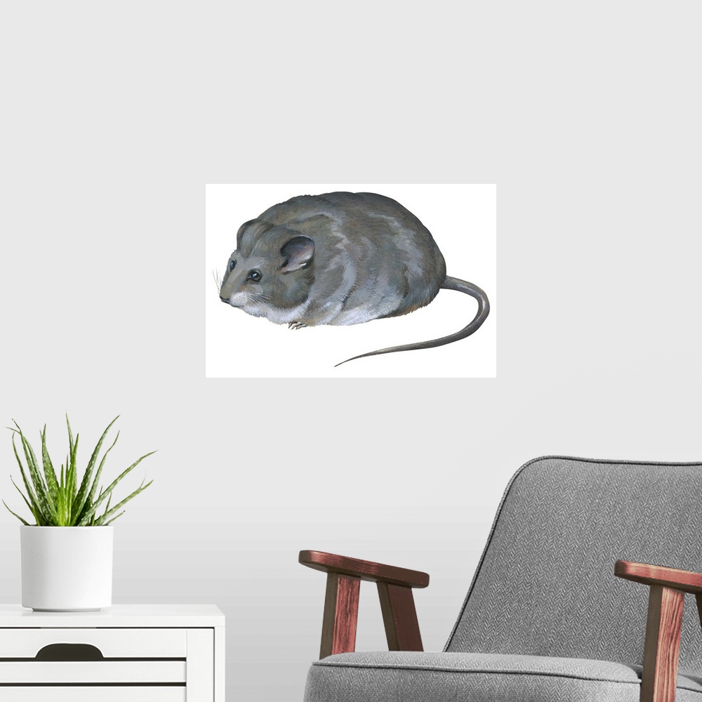 A modern room featuring Desert Dormouse (Selevinia Betpakdalaensis), Selevin's Mouse