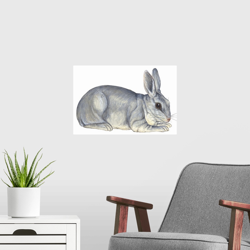 A modern room featuring Domestic Rabbit (Oryctolagus Cuniculus)