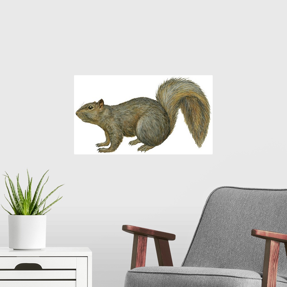A modern room featuring Fox Squirrel (Sciurus Niger)
