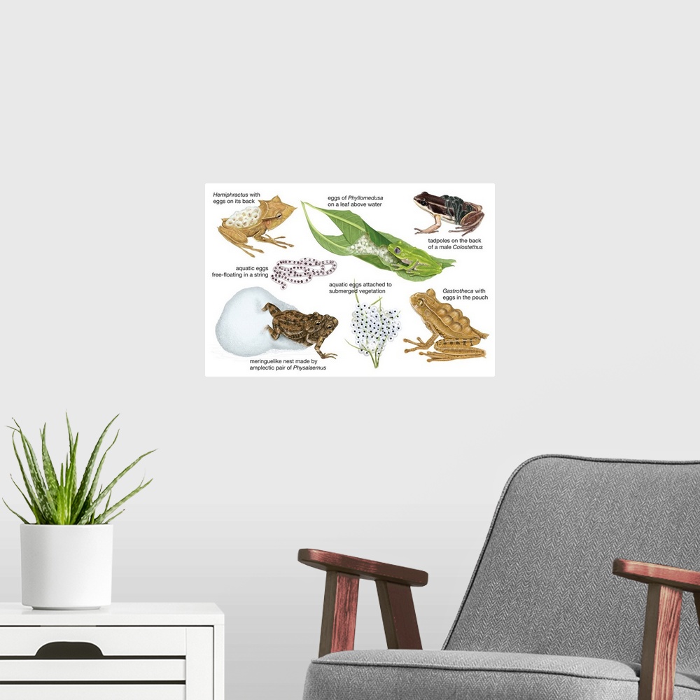 A modern room featuring An educational poster from Encyclopaedia Britannica showing different ways frogs carry their eggs.