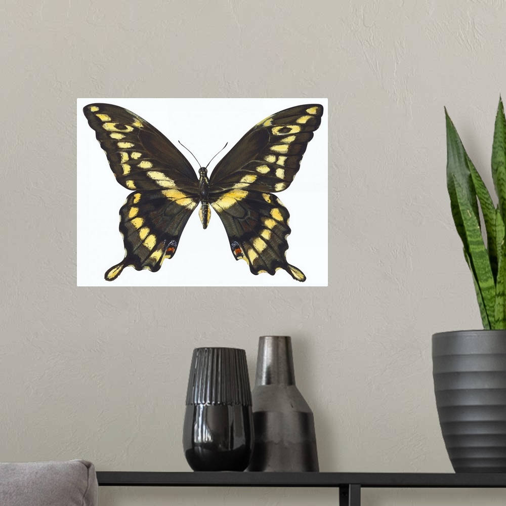 A modern room featuring Giant Swallowtail (Papilio Cresphontes)